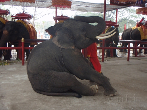 Elephant campingSmall.JPG - �Ȃ��Ȃ��������Ƃ𕷂�